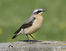 Wheatear