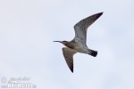 Whimbrel