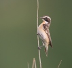 Whinchat