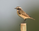 Whinchat