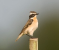 Whinchat