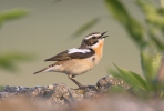 Whinchat