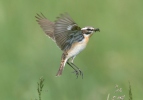 Whinchat