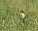 Whinchat