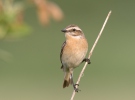 Whinchat