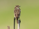 Whinchat