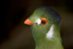 White-cheeked Turaco