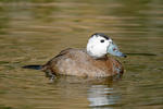 White-headed Duck