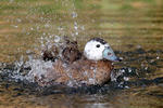 White-headed Duck