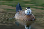 White-headed Duck