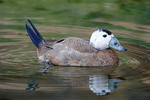 White-headed Duck