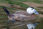 White-headed Duck