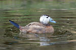 White-headed Duck