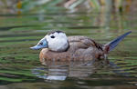 White-headed Duck