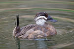 White-headed Duck