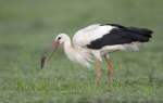 White Stork