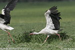 White Stork