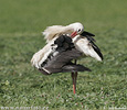 White Stork