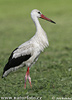 White Stork