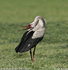 White Stork