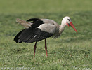 White Stork