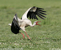 White Stork