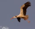 White Stork