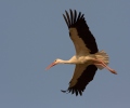 White Stork