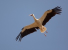 White Stork