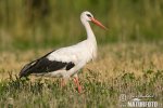 White Stork