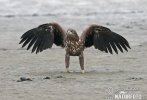 White-tailed Eagle