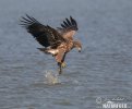 White-tailed Eagle