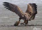 White-tailed Eagle