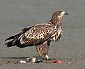 White-tailed Eagle