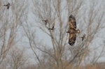 White-tailed Eagle