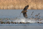 White-tailed Eagle