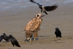 White-tailed Eagle