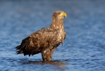 White-tailed Eagle