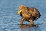 White-tailed Eagle