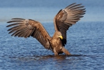 White-tailed Eagle