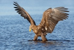 White-tailed Eagle