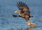 White-tailed Eagle