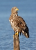 White-tailed Eagle