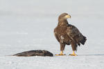 White-tailed Eagle