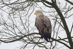 White-tailed Eagle