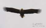 White-tailed Eagle