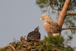 White-tailed Eagle