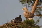 White-tailed Eagle