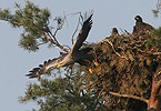 White-tailed Eagle