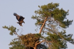 White-tailed Eagle